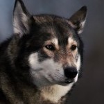 手作業で設定したサムネイル