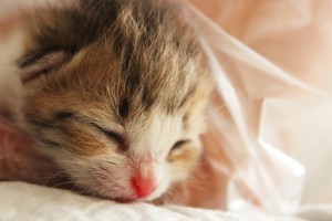 ねむいのにゃぁ～